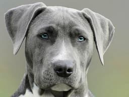 Churchill the dog